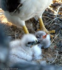 Rotrückenbussard (4 von 19).jpg
